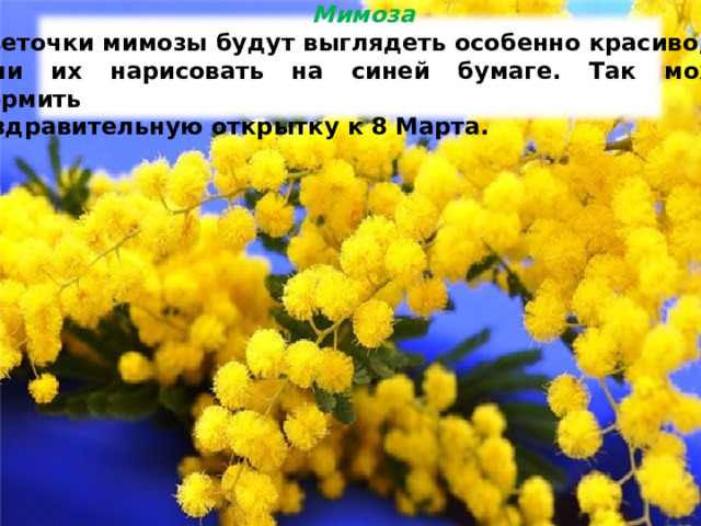  Мимоза А веточки мимозы будут выглядеть особенно красиво, если их нарисовать на синей бумаге. Так можно оформить поздравительную открытку к 8 Марта. 