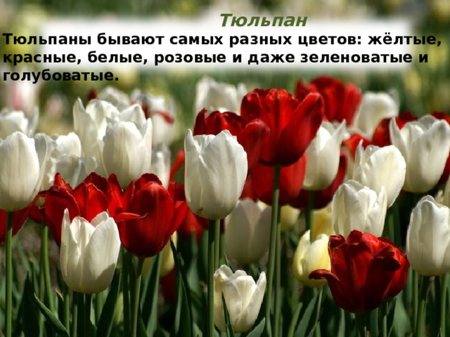 Тюльпан Тюльпаны бывают самых разных цветов: жёлтые, красные, белые, розовые и даже зеленоватые и голубоватые. 