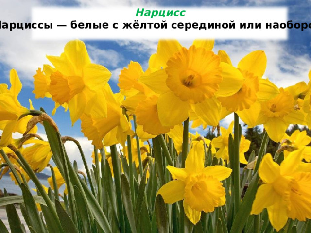  Нарцисс Нарциссы — белые с жёлтой серединой или наоборот.  