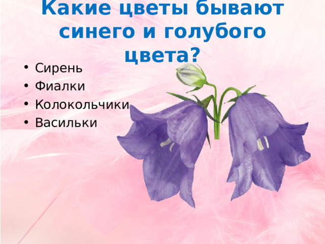 Какие цветы бывают синего и голубого цвета? Сирень Фиалки Колокольчики Васильки   