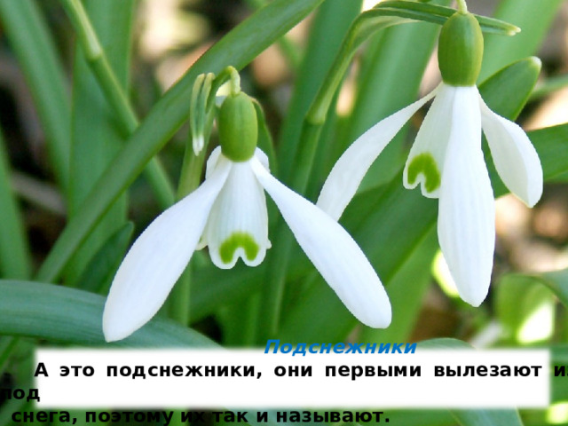  Подснежники  А это подснежники, они первыми вылезают из-под снега, по­этому их так и называют. 