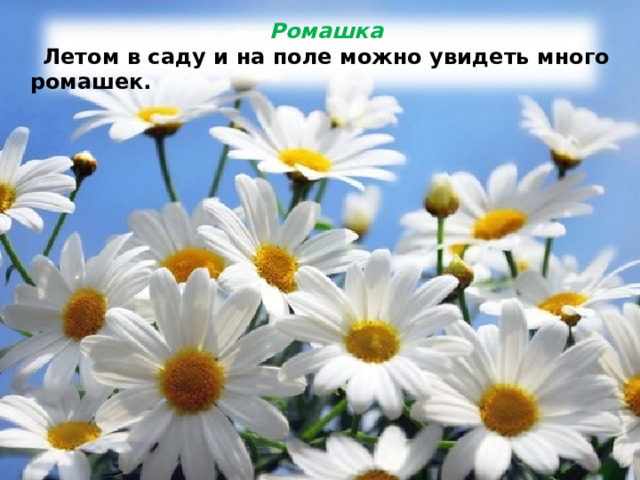  Ромашка Летом в саду и на поле можно увидеть много ромашек.  