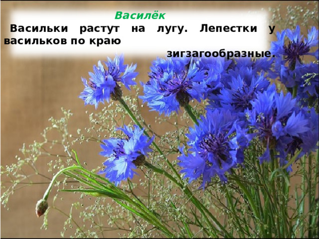   Василёк Васильки растут на лугу. Лепестки у васильков по краю  зигзагообразные.   