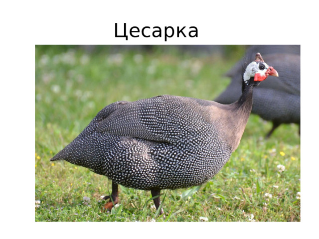 Цесарка 
