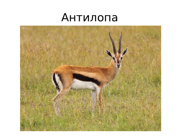 Антилопа 