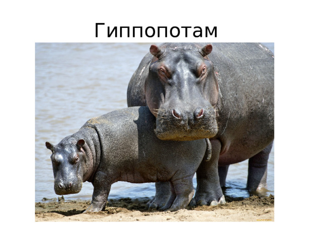 Гиппопотам 