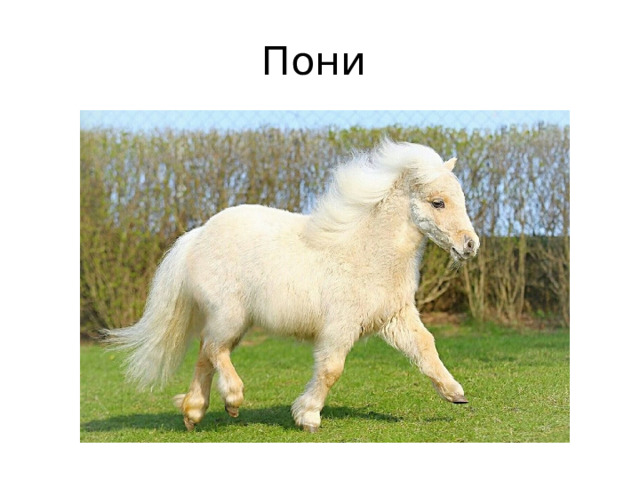 Пони 