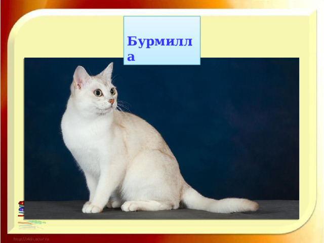  Бурмилла 