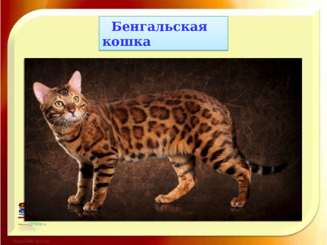  Бенгальская кошка 