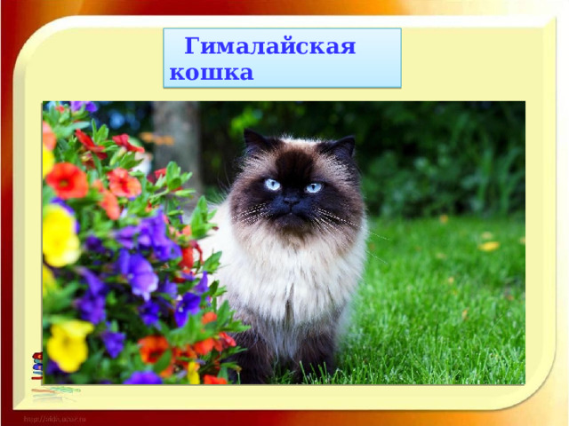  Гималайская кошка 