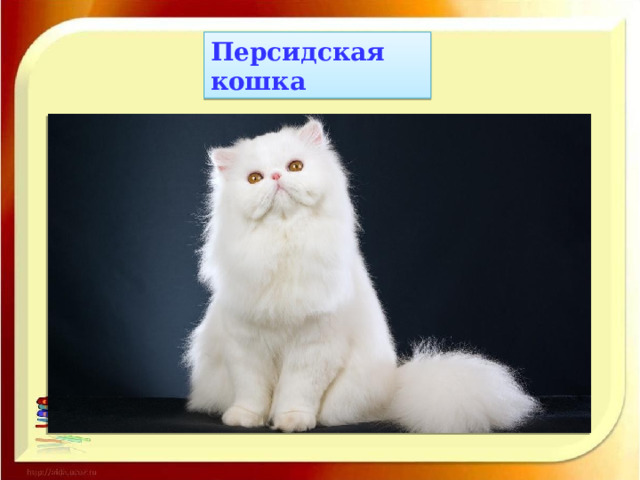 Персидская кошка 