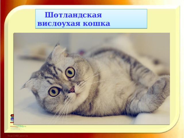  Шотландская вислоухая кошка 