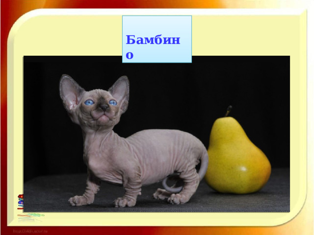  Бамбино 