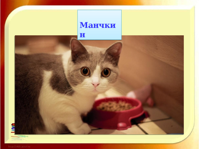  Манчкин 