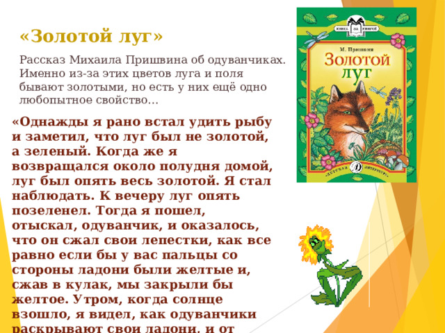 «Золотой луг» Рассказ Михаила Пришвина об одуванчиках. Именно из-за этих цветов луга и поля бывают золотыми, но есть у них ещё одно любопытное свойство... «Однажды я рано встал удить рыбу и заметил, что луг был не золотой, а зеленый. Когда же я возвращался около полудня домой, луг был опять весь золотой. Я стал наблюдать. К вечеру луг опять позеленел. Тогда я пошел, отыскал, одуванчик, и оказалось, что он сжал свои лепестки, как все равно если бы у вас пальцы со стороны ладони были желтые и, сжав в кулак, мы закрыли бы желтое. Утром, когда солнце взошло, я видел, как одуванчики раскрывают свои ладони, и от этого луг становился опять золотым». 
