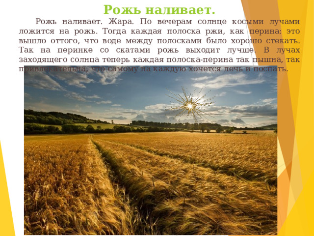 Рожь наливает.     Рожь наливает. Жара. По вечерам солнце косыми лучами ложится на рожь. Тогда каждая полоска ржи, как перина: это вышло оттого, что воде между полосками было хорошо стекать. Так на перинке со скатами рожь выходит лучше. В лучах заходящего солнца теперь каждая полоска-перина так пышна, так привлекательна, что самому на каждую хочется лечь и поспать. 