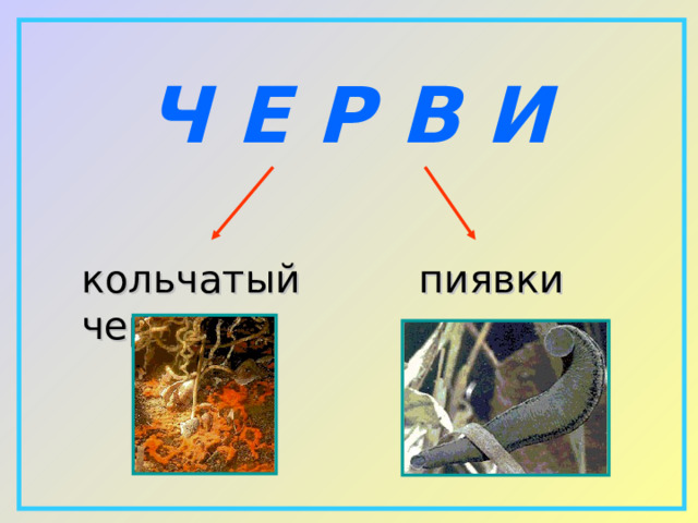  Ч Е Р В И кольчатый червь пиявки 
