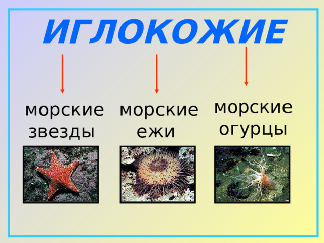 ИГЛОКОЖИЕ морские огурцы морские звезды морские ежи 
