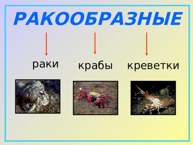 РАКООБРАЗНЫЕ  раки   крабы  креветки 