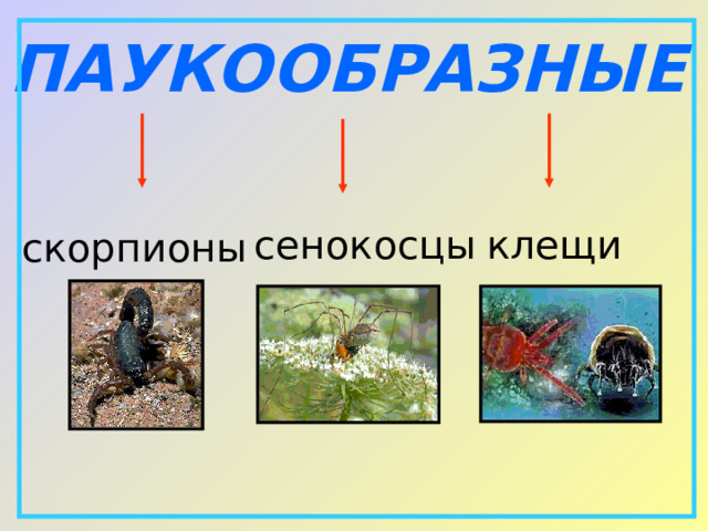 ПАУКООБРАЗНЫЕ  сенокосцы клещи скорпионы 