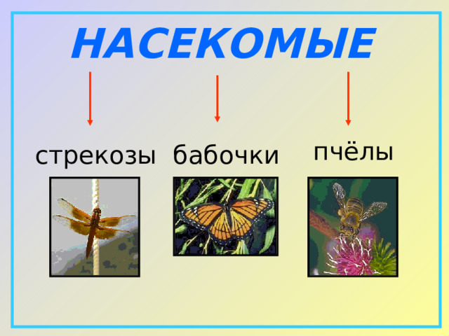 НАСЕКОМЫЕ  пчёлы  бабочки  стрекозы 