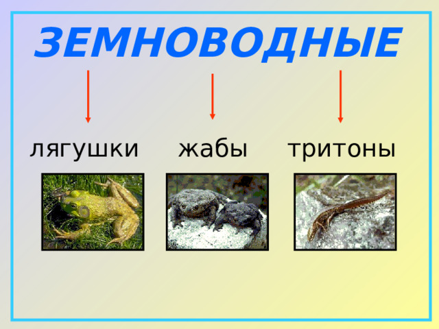 ЗЕМНОВОДНЫЕ лягушки  жабы  тритоны 