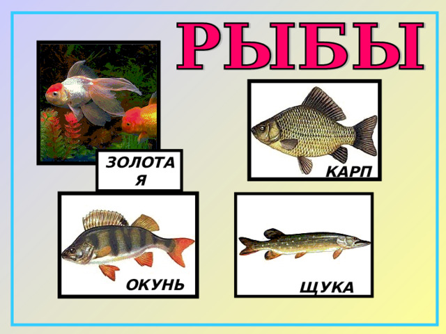 ЗОЛОТАЯ КАРП ОКУНЬ ЩУКА 