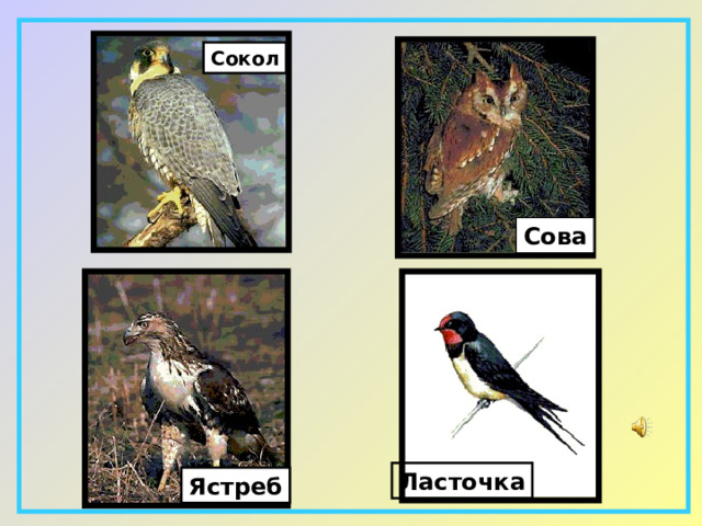 Сокол Сова Ласточка Ястреб 