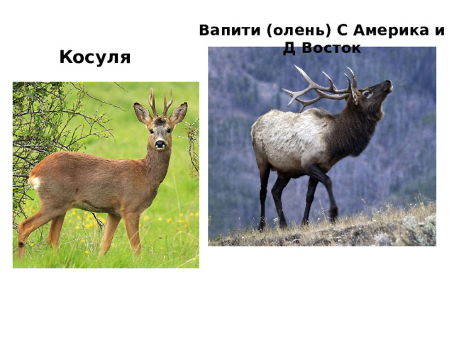 Вапити (олень) С Америка и Д Восток Косуля 