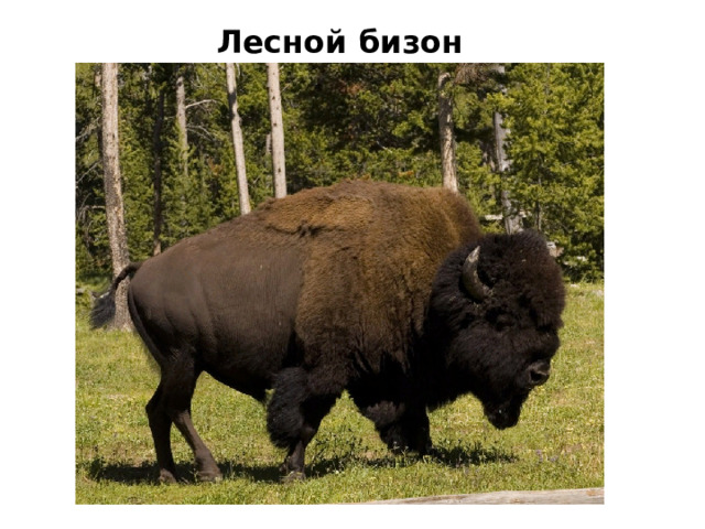 Лесной бизон 