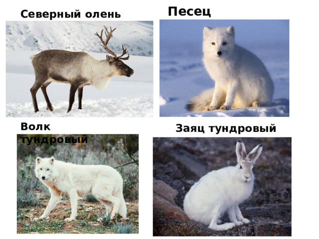 Песец Северный олень Волк тундровый Заяц тундровый 