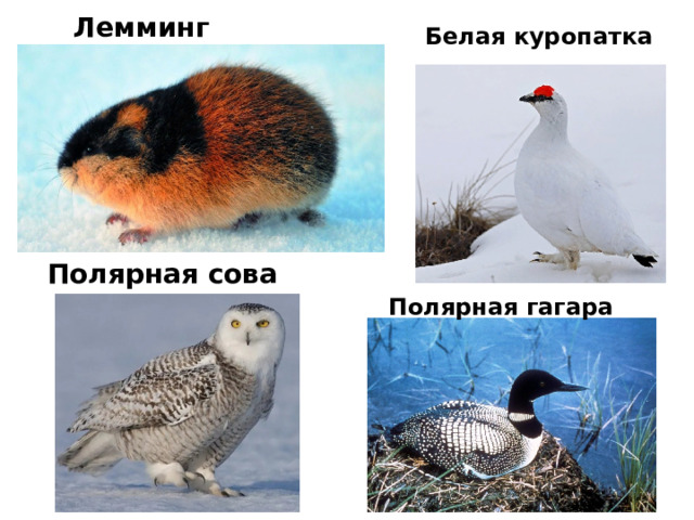 Лемминг Белая куропатка Полярная сова Полярная гагара 