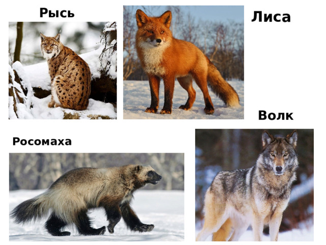 Рысь Лиса Волк Росомаха 