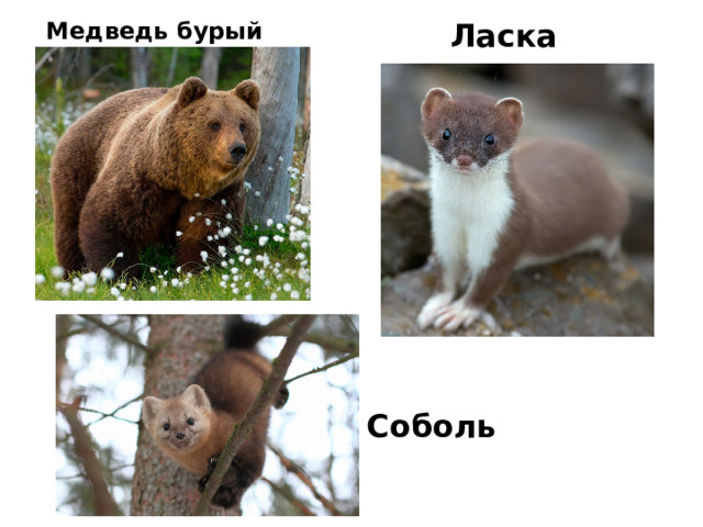 Медведь бурый Ласка Соболь 