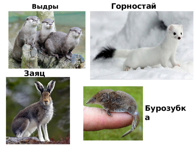 Горностай Выдры Заяц Бурозубка 