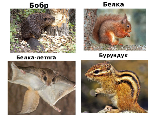 Белка Бобр Бурундук Белка-летяга 