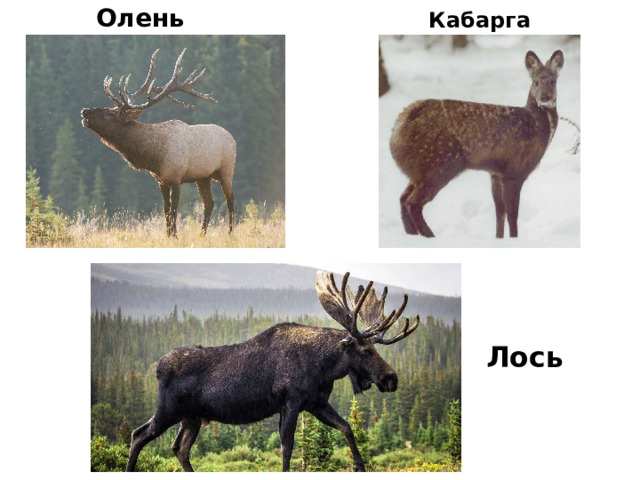 Олень Кабарга Лось 