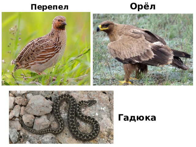 Орёл Перепел Гадюка 