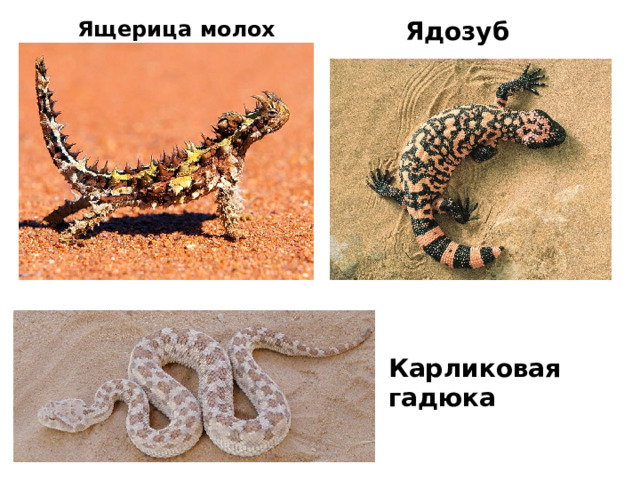 Ящерица молох Ядозуб Карликовая гадюка 