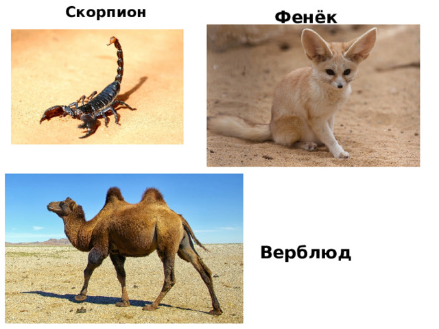 Скорпион Фенёк Верблюд 