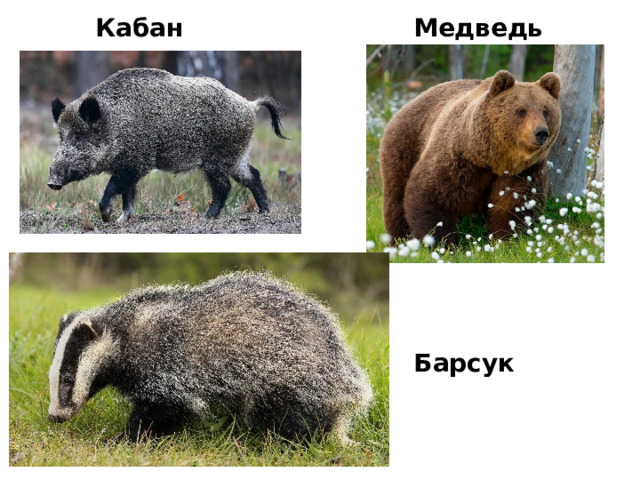 Кабан Медведь Барсук 