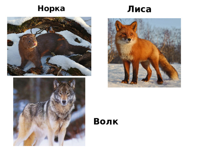 Норка Лиса Волк 