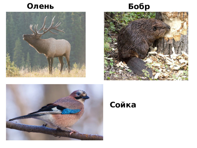 Олень Бобр Сойка 