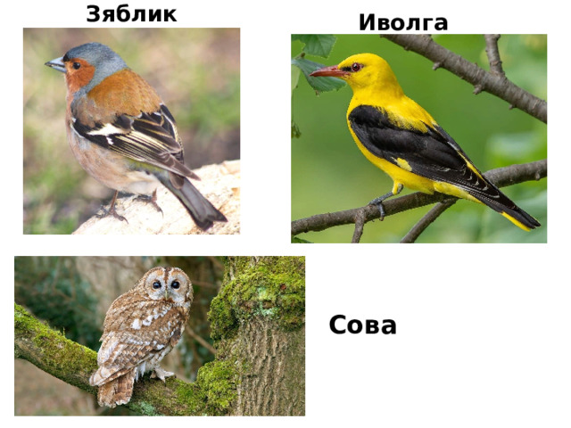 Зяблик Иволга Сова 