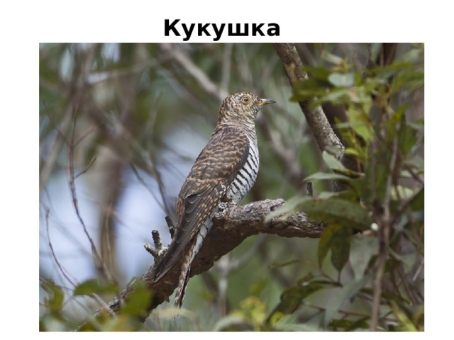 Кукушка 