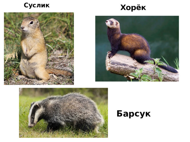 Суслик Хорёк Барсук 