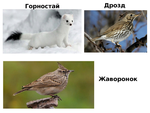 Дрозд Горностай Жаворонок 