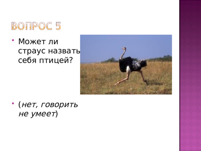 Может ли страус назвать себя птицей?    ( нет, говорить не умеет )  