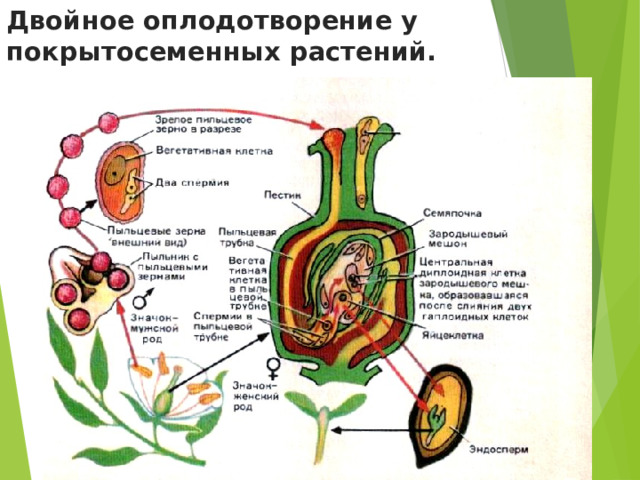 Двойное оплодотворение у покрытосеменных растений. 
