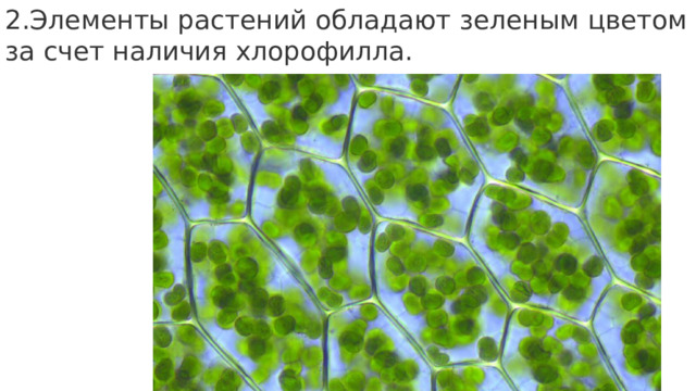 2.Элементы растений обладают зеленым цветом за счет наличия хлорофилла. 